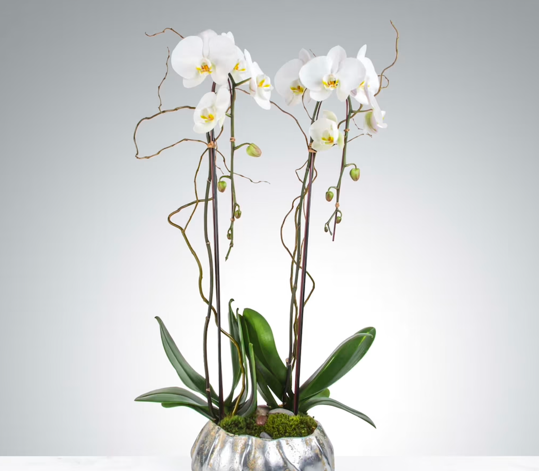Double Stem Orchid Plant