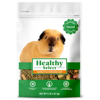 Healthy Select Diet Guinea Pig Foraging for Small Animals