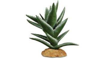 Imagitarium Aloe Plant