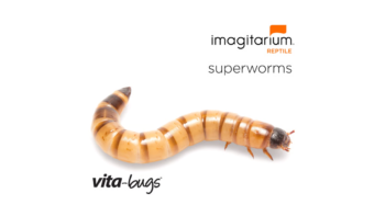 Vita-Bugs Large Superworms (12 ct)
