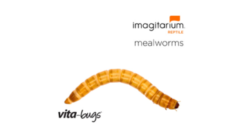 Vita-Bugs Imagitarium Large Mealworms (500 ct)
