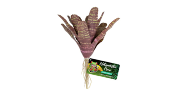 Zoo Med Natural Flora Chestnut Bromeliad Terrarium Plant