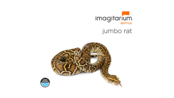 Frozen XL/Jumbo Rat