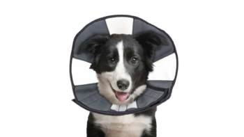 Zen Pet Contech ProCone Soft Recovery Large Dog Collar